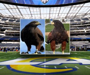 Two hawks stolen from SoFi Stadium during Rams game, one recovered
