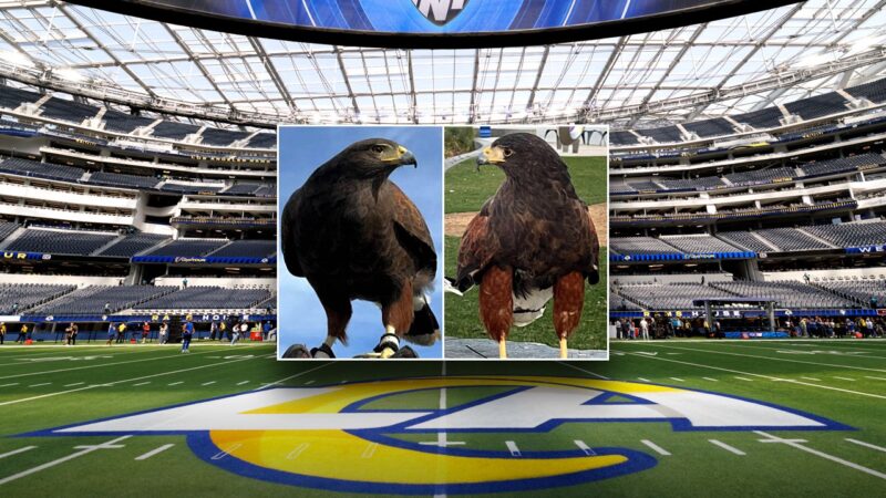 Two hawks stolen from SoFi Stadium during Rams game, one recovered