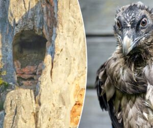 Archaeologists discover 13th-century sandal in bearded vulture nest in Spain