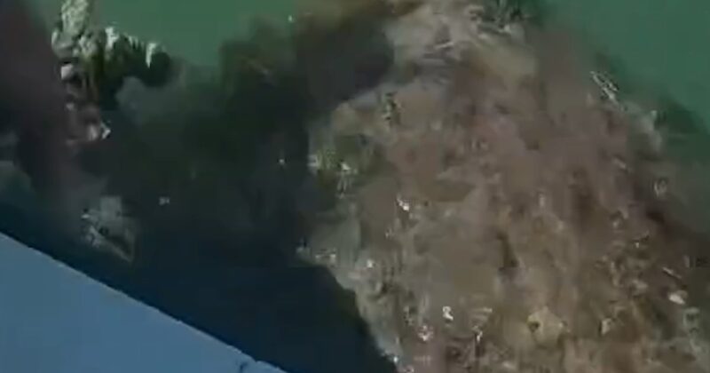 Florida deputies rescue sea turtle from tangled net