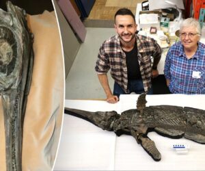 Paleontologists identify 193-million-year-old ‘sword dragon’ skeleton