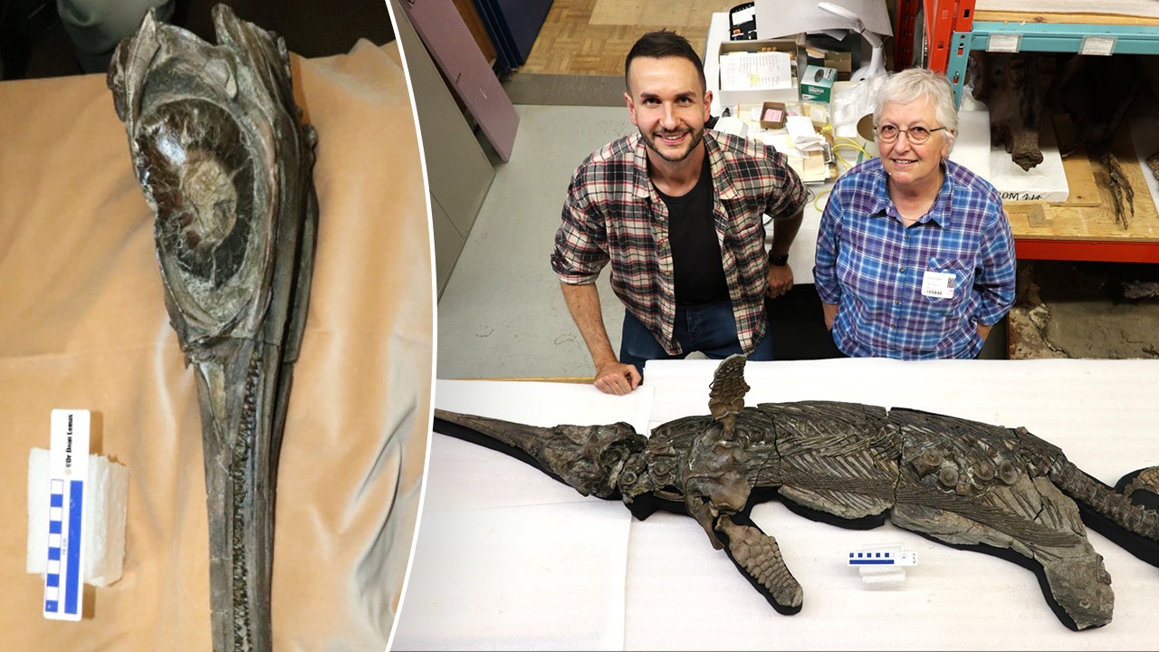 Paleontologists identify 193-million-year-old ‘sword dragon’ skeleton