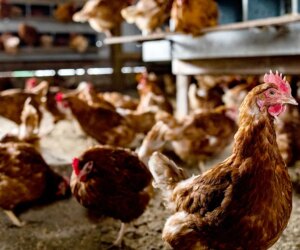 Georgia chicken farm reports bird flu outbreak affecting 140,000 birds