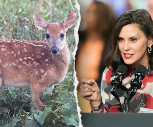 Michigan lawmakers urge Whitmer to save rescued baby deer, coyote from DNR