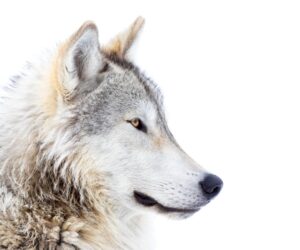 The Wolves And The Bees: AI Shows New Evolution