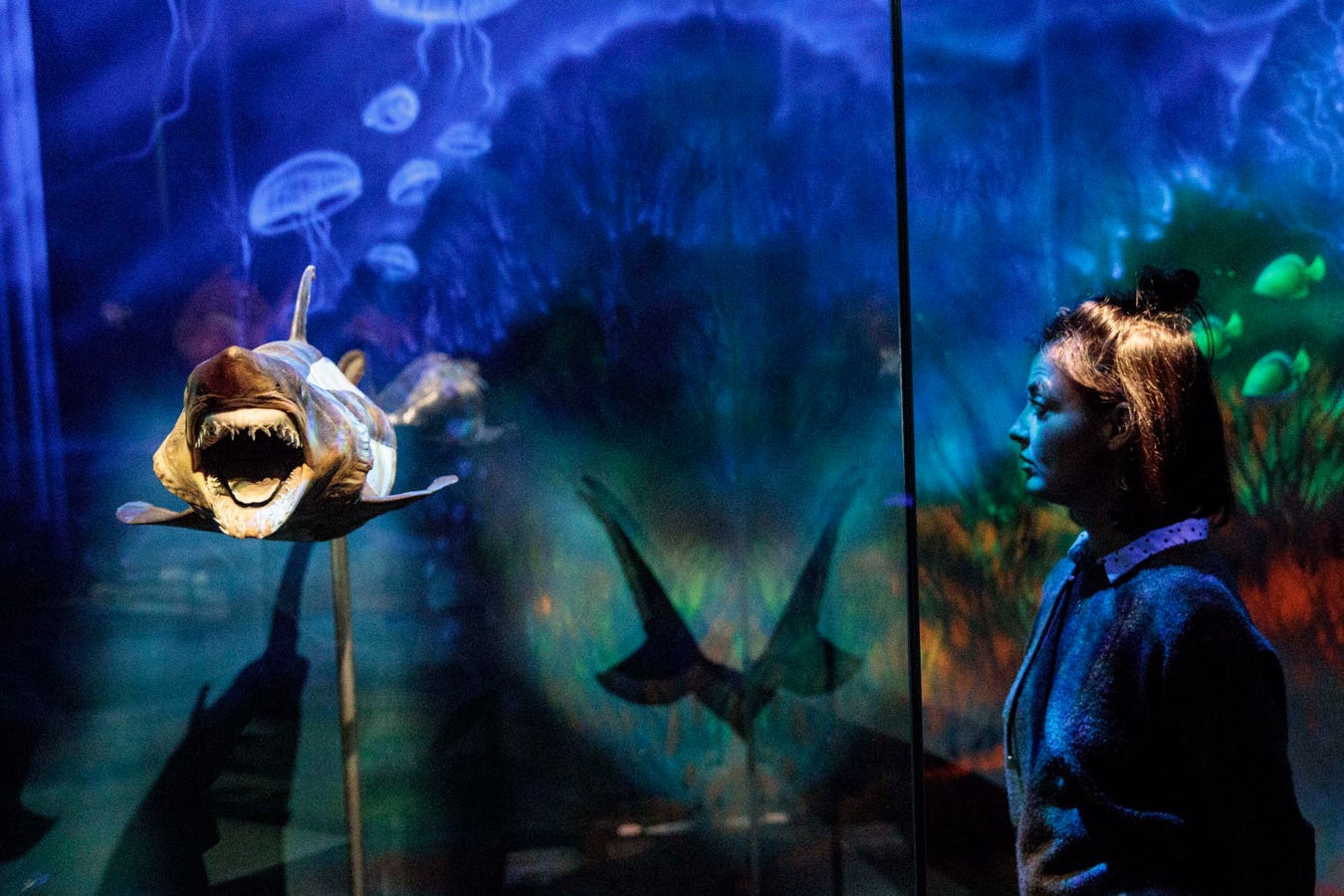 The Hidden Role Of Natural History Museums In Shark Research