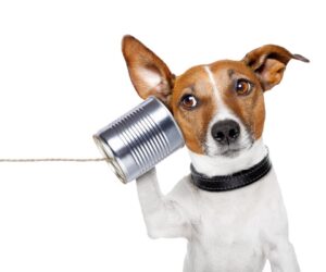 AI As Cognitive Compassion Curator: Lessons For Business