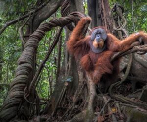 3 ‘Laugh Out Loud’ Pics From 2025’s Nature’s Best Photography Contest
