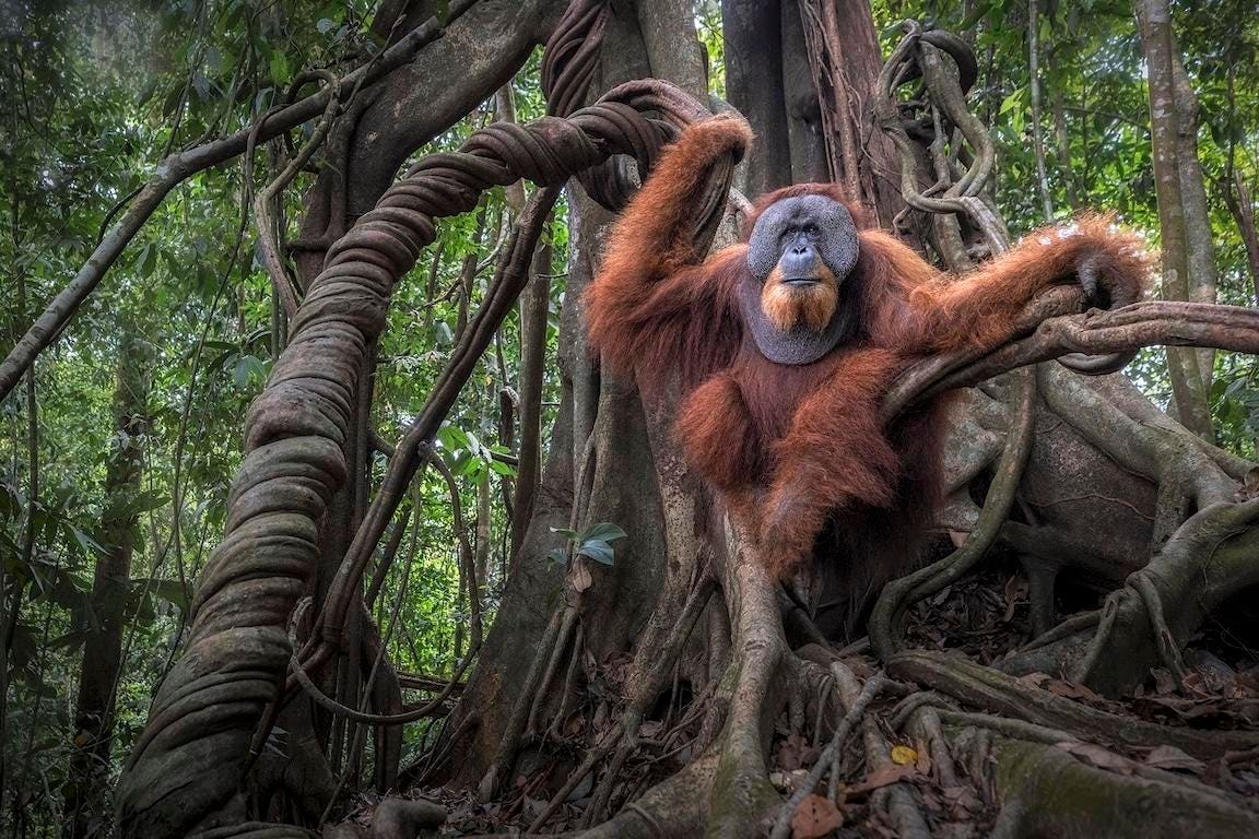 3 ‘Laugh Out Loud’ Pics From 2025’s Nature’s Best Photography Contest