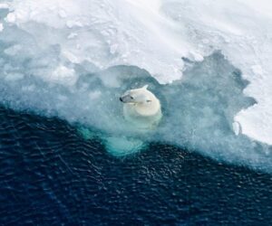 A Biologist Shares ‘Polar Bear At Play’ And 3 Other Winning Videos From This Year’s NBP Competition