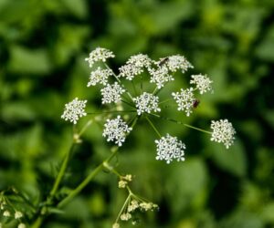 #6 Allegedly Killed Abe Lincoln’s Mom)