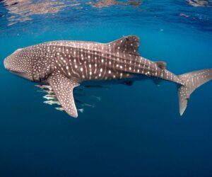 How Pollution Is Poisoning Whale Sharks And The People Who Depend On The Sea