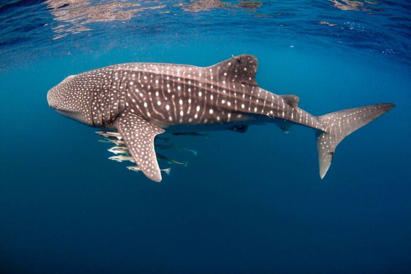 How Pollution Is Poisoning Whale Sharks And The People Who Depend On The Sea