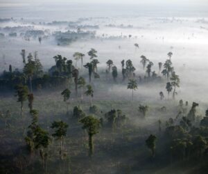 Europe’s Deforestation Deadlock Puts Business Credibility On The Line
