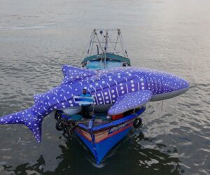 How India Turned Whale Shark Hunters Into Ocean Guardians