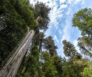 This Ancient Cypress Tree Has Lived Through 5 Ice Ages—And Is Still Growing Today