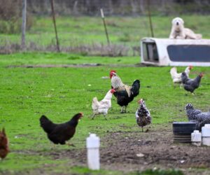 First Human Bird Flu Case In The U.S. Occurs After 9 Months. Here’s What To Know