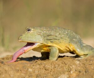 This Desert Frog Can Survive 30 Years Without Water—A Biologist Explains Its Hidden Trick