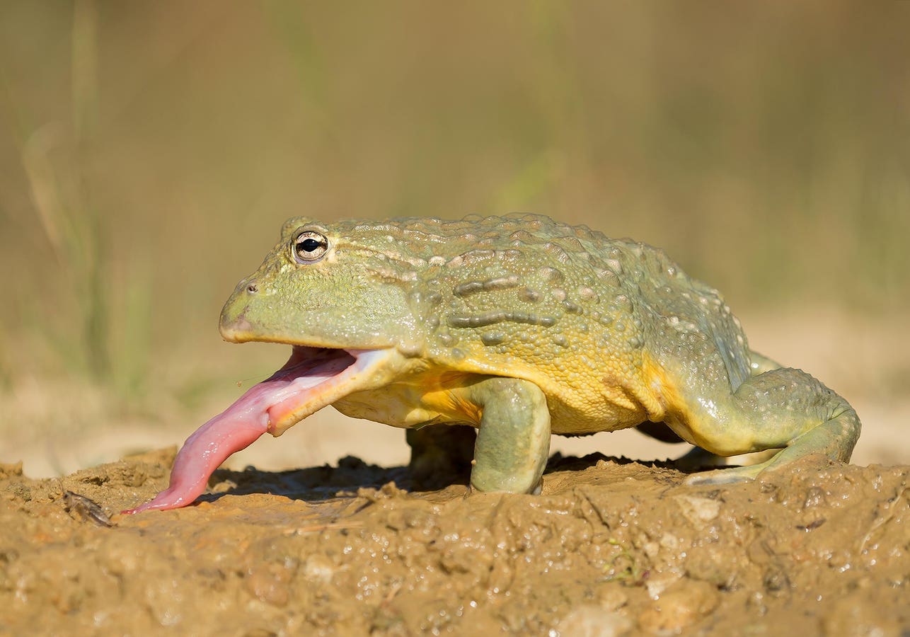This Desert Frog Can Survive 30 Years Without Water—A Biologist Explains Its Hidden Trick