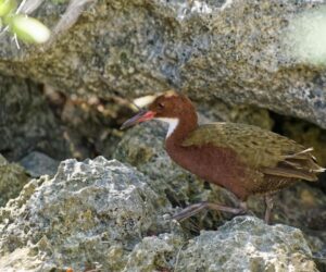 Meet The ‘Extinct Bird’ That Came Back By Evolving Twice—A Biologist Explains