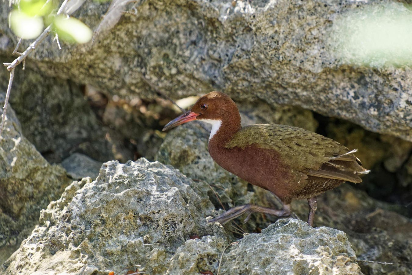 Meet The ‘Extinct Bird’ That Came Back By Evolving Twice—A Biologist Explains