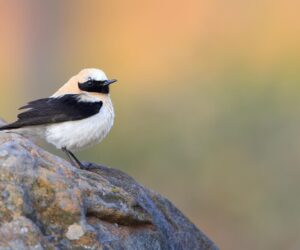 Reshuffling Existing Genes Can Quickly Create New Species