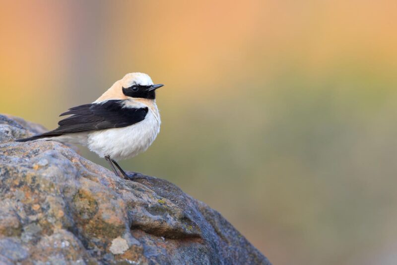 Reshuffling Existing Genes Can Quickly Create New Species