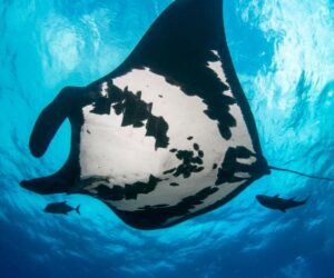 How Manta Rays Use Extreme Dives To Read The Ocean’s Hidden Signals
