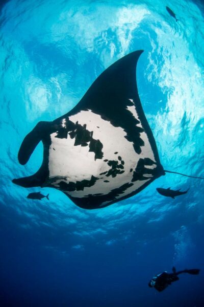 How Manta Rays Use Extreme Dives To Read The Ocean’s Hidden Signals