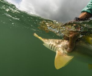 How Colombian Fishers Are Leading The Charge In Shark Conservation