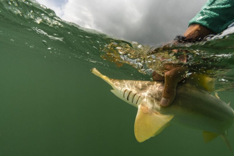 How Colombian Fishers Are Leading The Charge In Shark Conservation