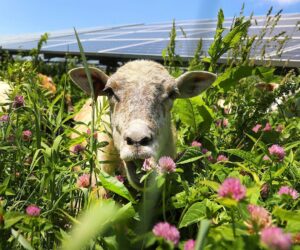 How To Make Over $100,000 A Year As A Shepherd