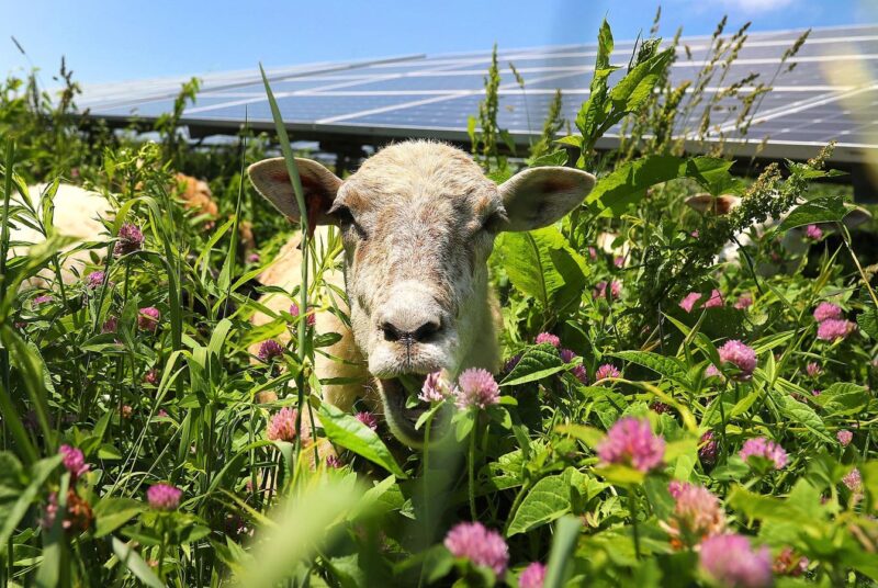 How To Make Over $100,000 A Year As A Shepherd