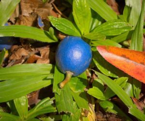 Meet The Tree That Produces The Only True Blue Fruit On The Planet. Hint: It’s Not Actually Blue