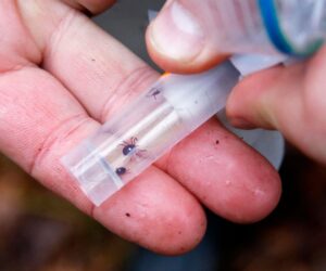 First Reported Alpha-Gal Syndrome Death, Meat Allergy From Tick Bite