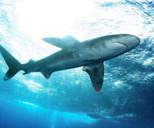 Governments Face Last Chance To Prevent Extinction Of Whale Sharks, Manta Rays, And More