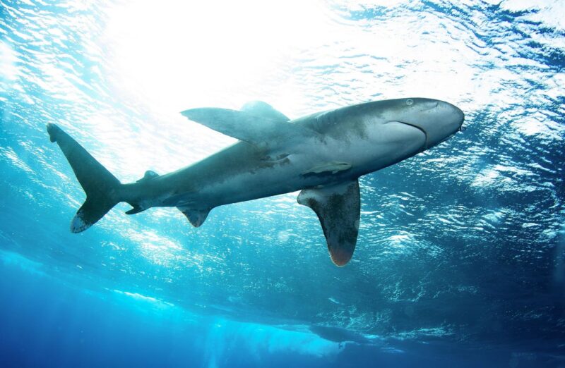 Governments Face Last Chance To Prevent Extinction Of Whale Sharks, Manta Rays, And More