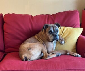 Special Senior Dogs Highlight The Joy Of Adopting Older Pets