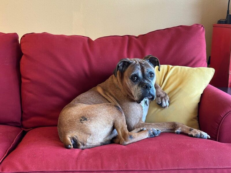 Special Senior Dogs Highlight The Joy Of Adopting Older Pets