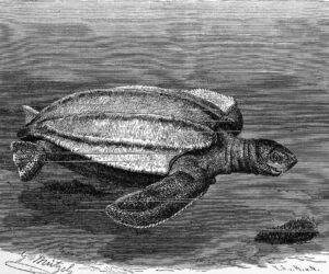 Meet The Ancient Turtle That Outlived The Dinosaurs — And Is Still Laying Eggs Today