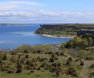 Were Ancient Wolves And Bronze Age Humans Each Other’s Friends?