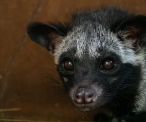 The Complexity of Civet Coffee Goes Well Beyond Your Palate