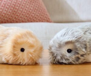 Meet Casio’s AI-Enabled Pet, Moflin