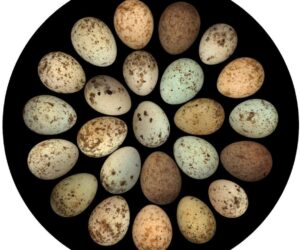 Parasitic Cuckoos Lay Host-Matching Eggs Whilst Remaining A Single Species