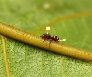 Meet The ‘Mind-Control Fungus’ That Turns Ants Into Zombies — A Biologist Explains