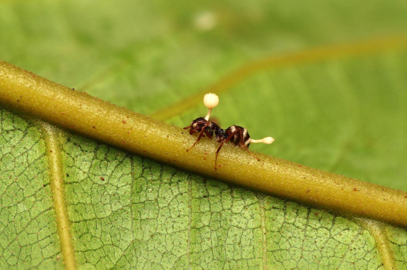 Meet The ‘Mind-Control Fungus’ That Turns Ants Into Zombies — A Biologist Explains