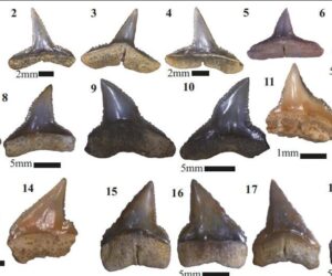 Shark Fossils Illuminate Miocene Migration