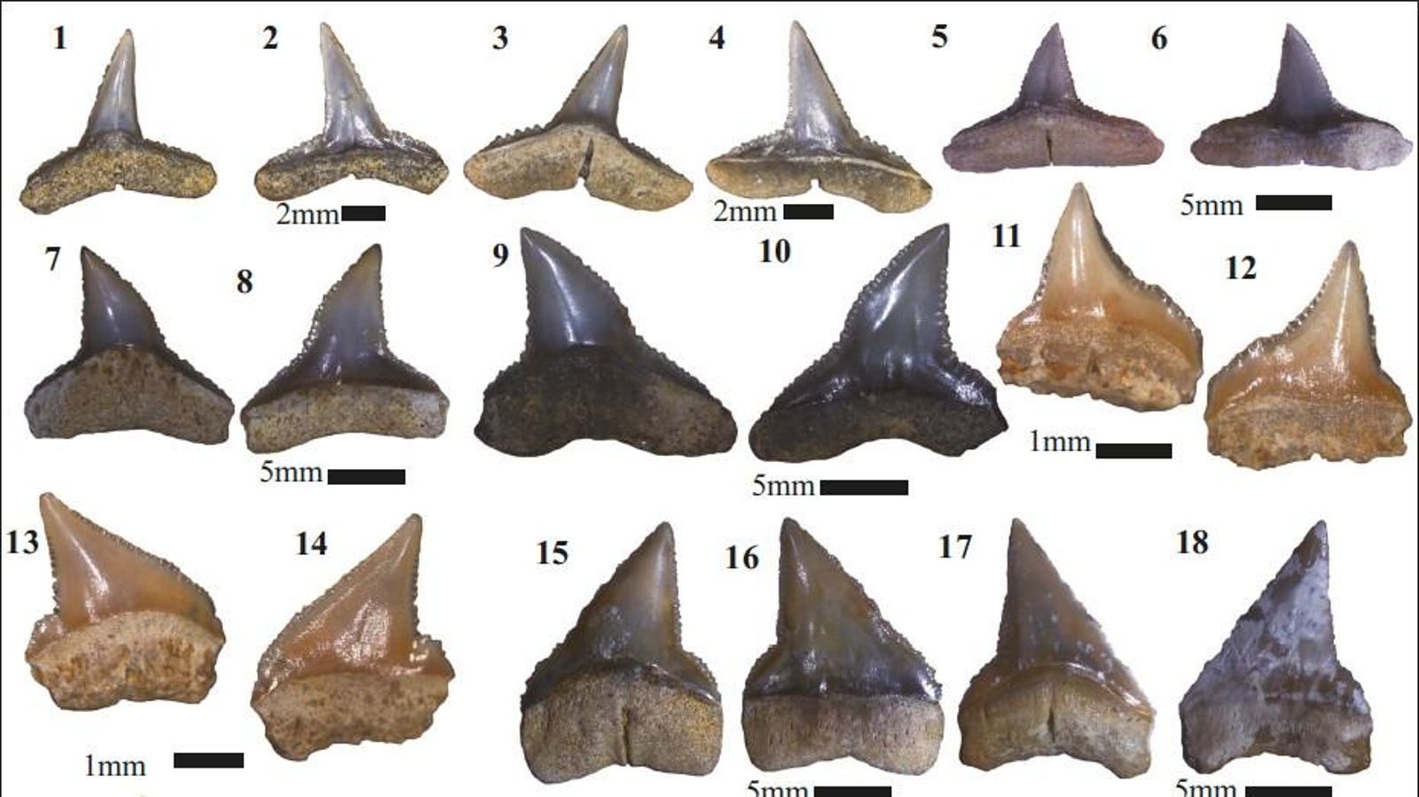 Shark Fossils Illuminate Miocene Migration