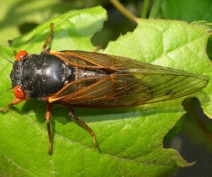 How Do Periodical Cicadas Know When To Emerge?