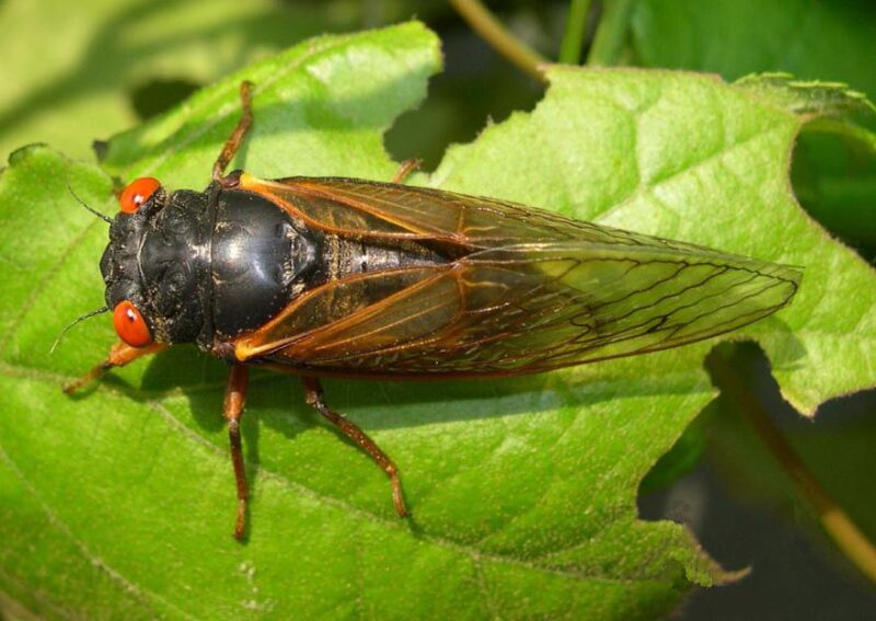 How Do Periodical Cicadas Know When To Emerge?